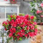 Dwarf Azalea: Compact Evergreen Shrubs for Spring Colour, photograph 4