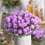 Mixed Dwarf Rhododendrons for Acidic Borders & Pots, photograph 4