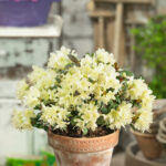Mixed Dwarf Rhododendrons for Acidic Borders & Pots, photograph 5