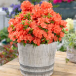 Dwarf Azalea: Compact Evergreen Shrubs for Spring Colour, photograph 3