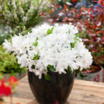 Dwarf Azalea: Compact Evergreen Shrubs for Spring Colour, photograph 1