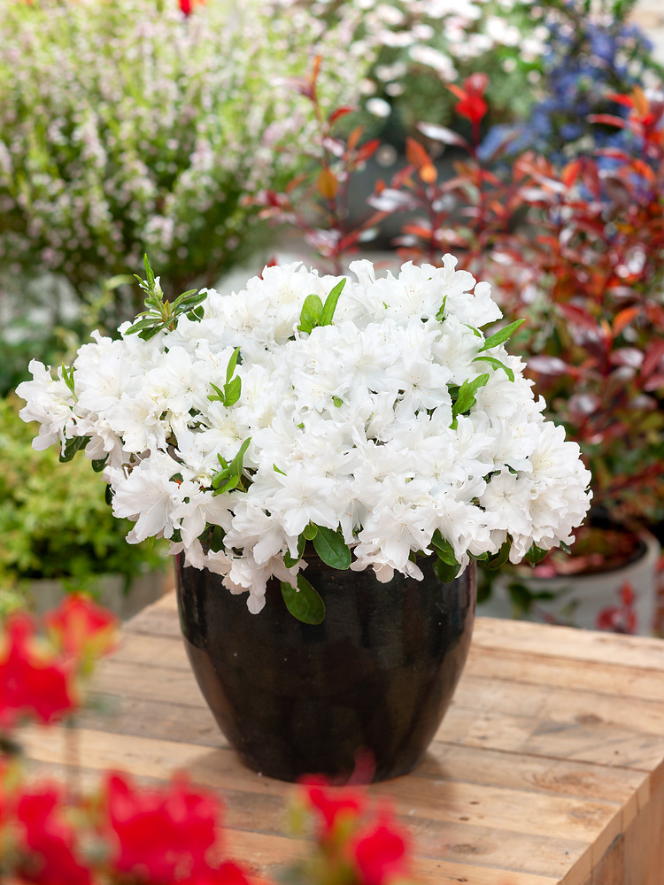 Supplier photograph of a pink-flowering Japanese azalea in a pot