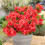 Mixed Dwarf Rhododendrons for Acidic Borders & Pots, photograph 6