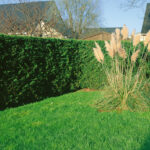 Green Leylandii Hedge Plants: Pot Grown Conifer Hedging, photograph 6