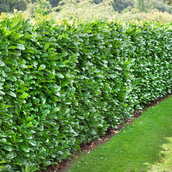 Cherry Laurel Hedge Plants (Prunus laurocerasus)