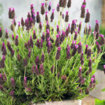 French Lavender Bandera Purple Plants for Sale UK, photograph 1