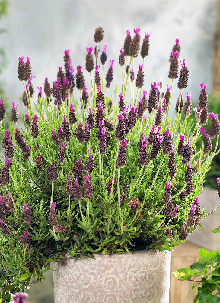 Supplier stock photograph of 4 lavender bandera purple