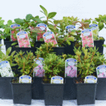 Mixed Dwarf Rhododendrons for Acidic Borders & Pots, photograph 7