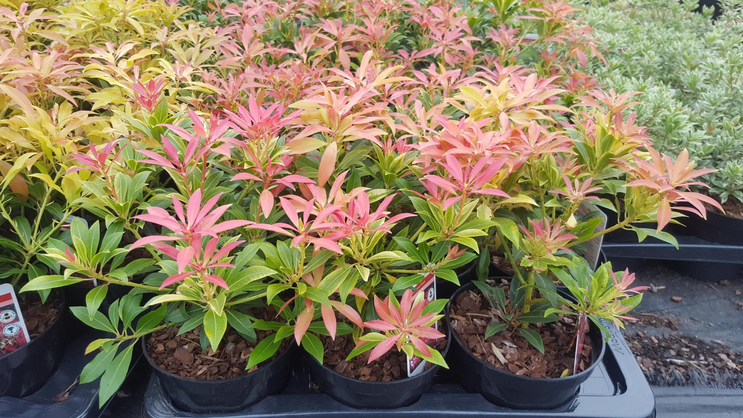 Supplier stock photograph of pieris forest flame
