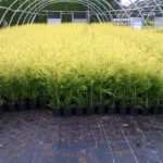 Golden Leylandii (Castlewellan Gold) Hedge Plants, photograph 3