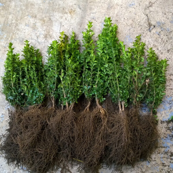 Box Hedging (Buxus sempervirens) Bare Root Plants