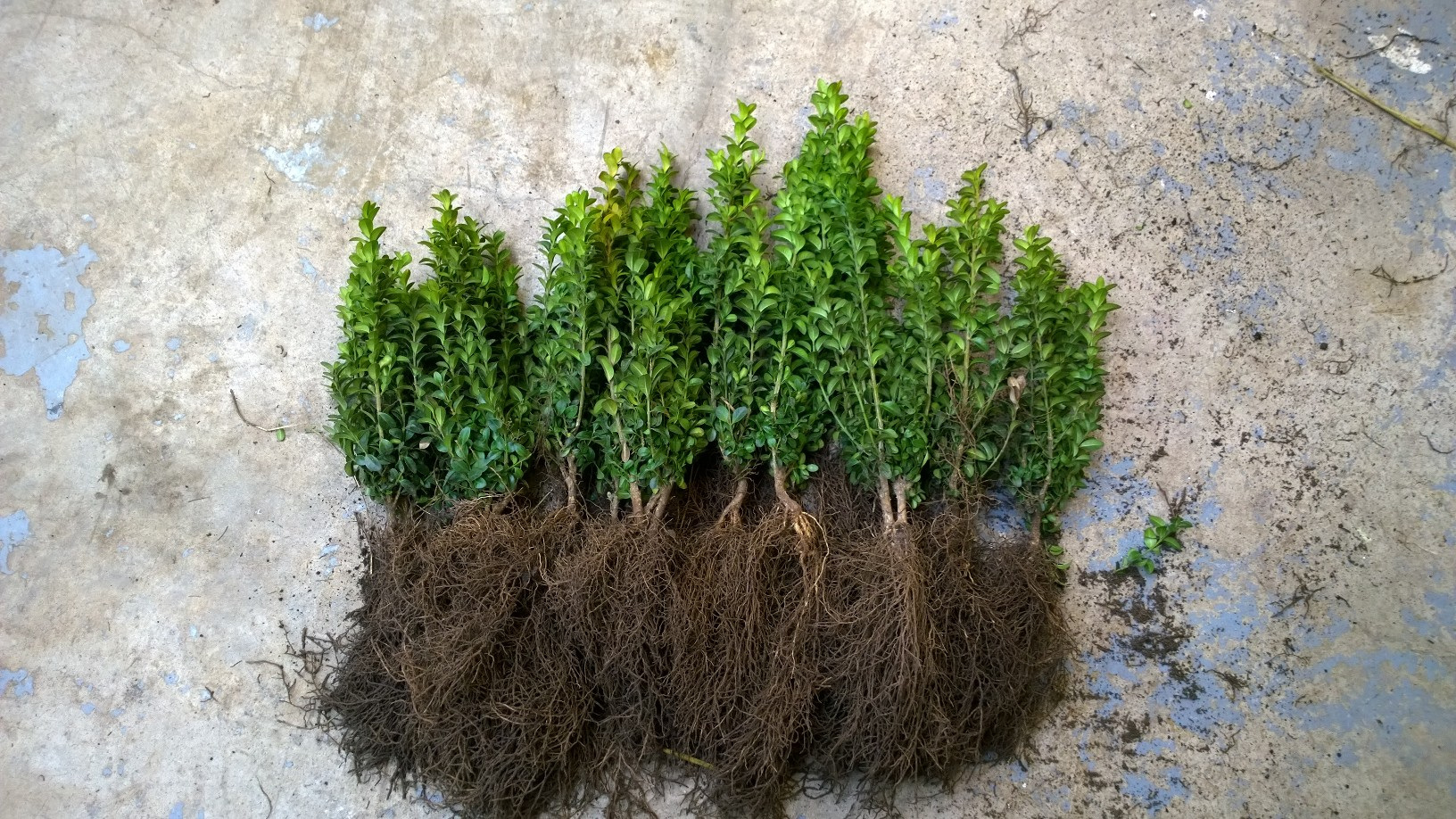 Beech, hawthorn, privet and box hedging