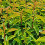 Portuguese Laurel Hedge (Prunus lusitanica) Plants, photograph 2