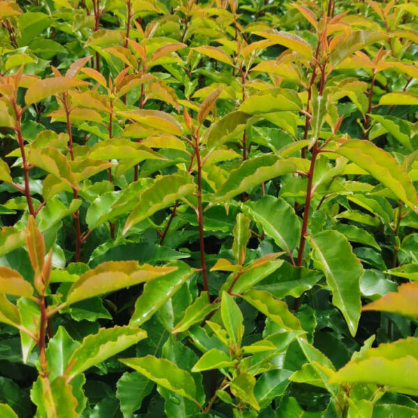 Portuguese Laurel Hedge (Prunus lusitanica) Plants