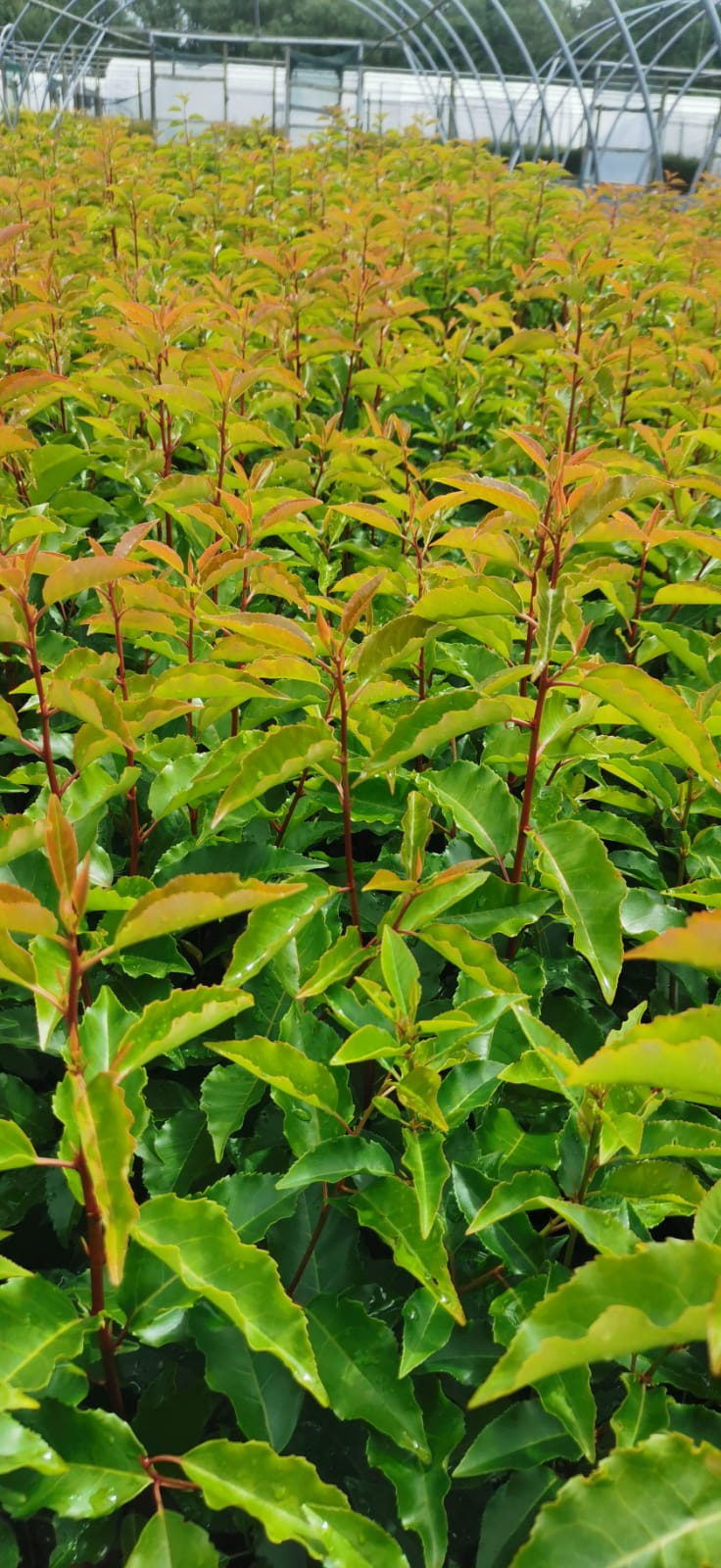 Supplier stock photograph of portuguese laurel 60-90cm