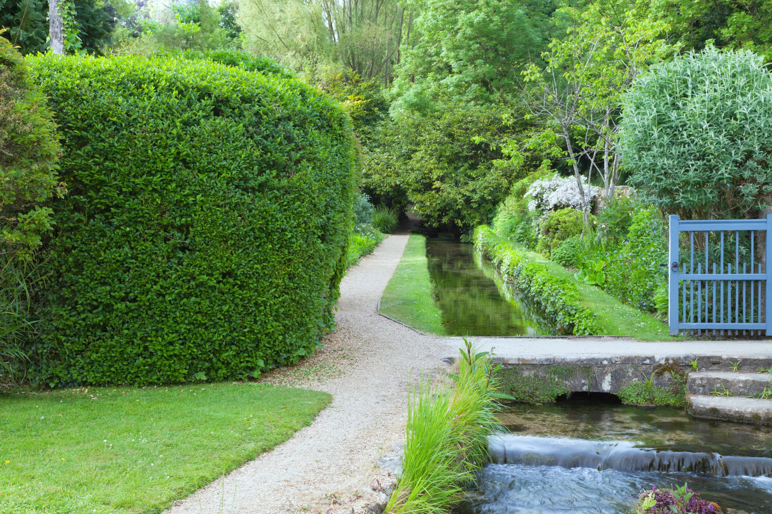 Garden path bordered by an established clipped hedge