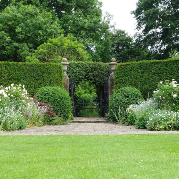 Evergreen garden hedges framing a garden gate