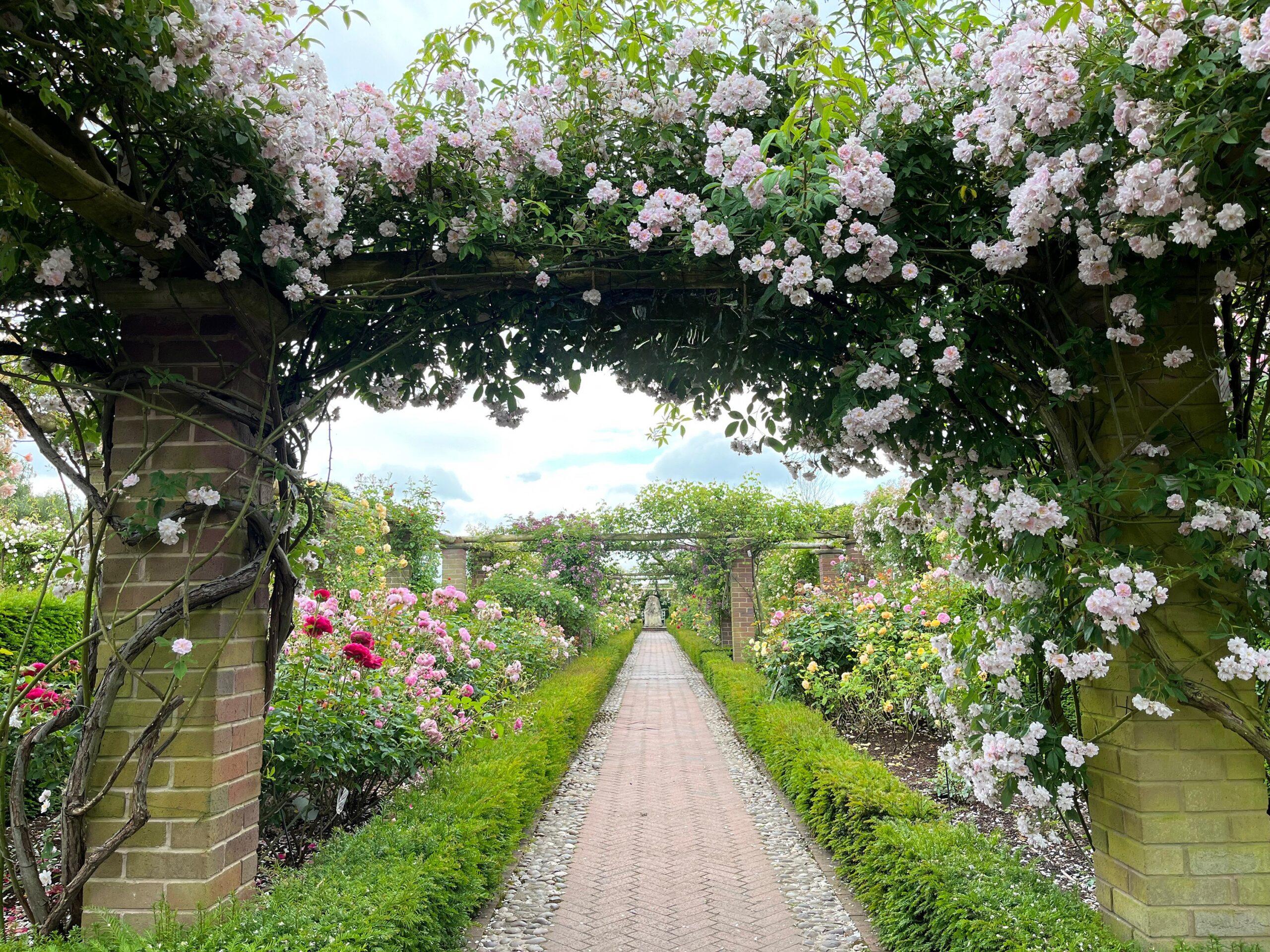Flowering climbing roses over a garden path edged with low hedges