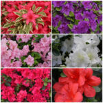 Mixed Japanese Azalea Shrubs (Evergreen Collection), photograph 3