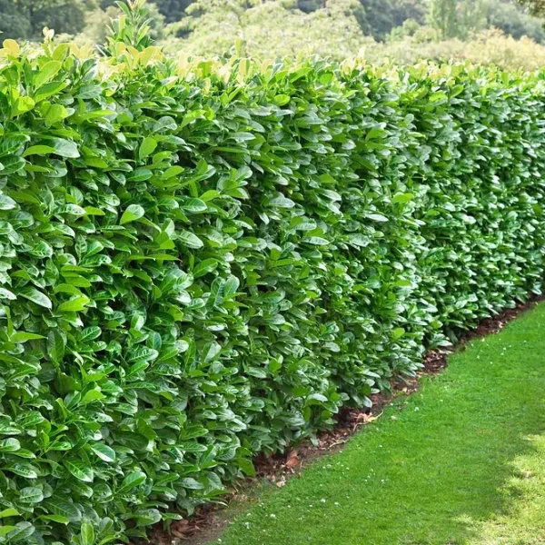 Cherry Laurel Hedge Plants (Prunus laurocerasus)