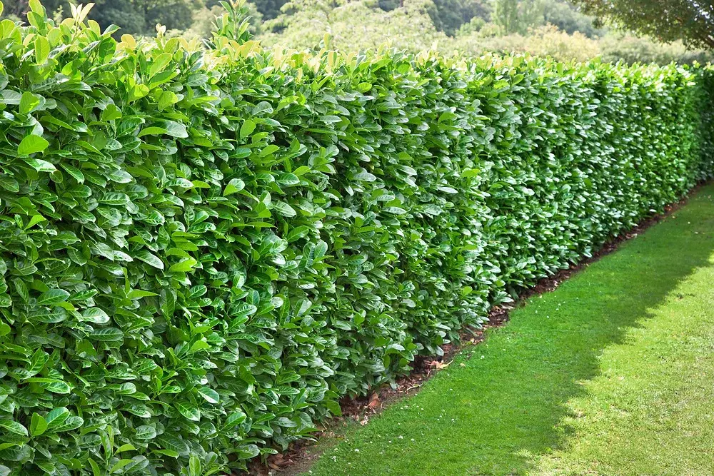 Laurel hedging