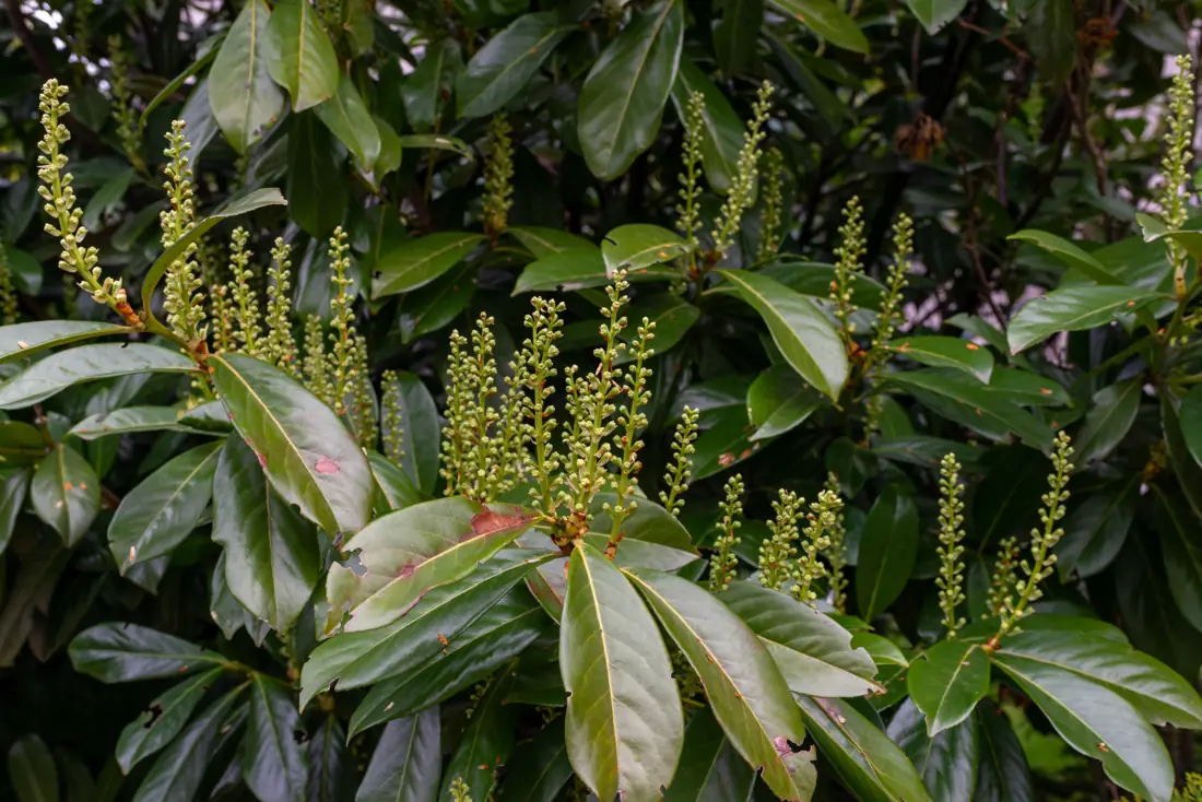 Cherry laurel flower spikes rising above glossy evergreen leaves