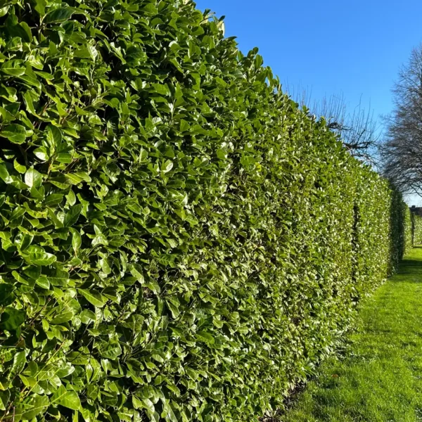 Tall clipped cherry laurel hedge beside a lawn
