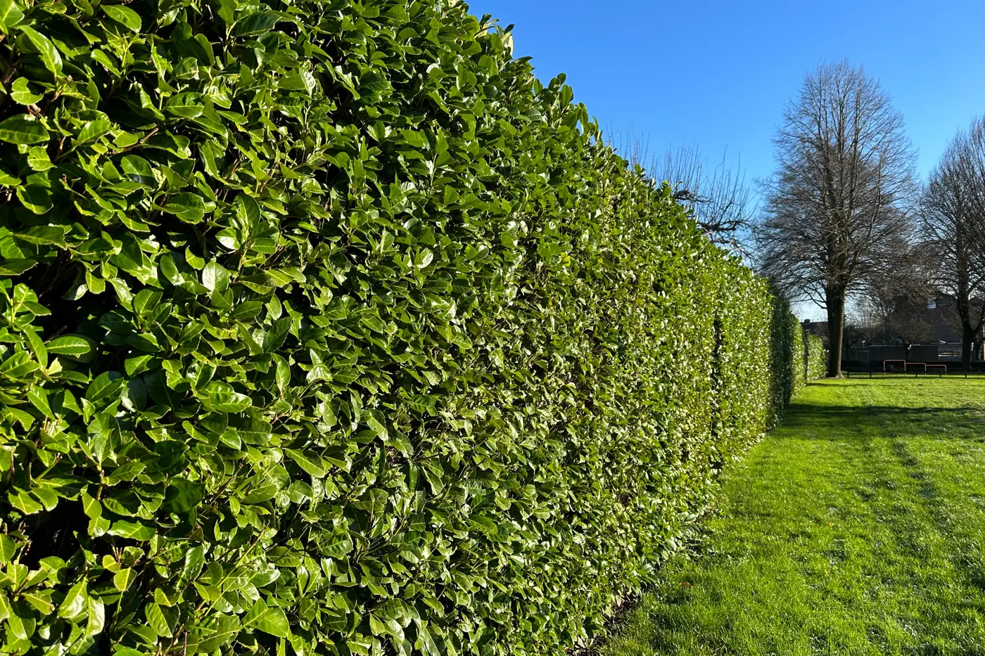 Tall clipped cherry laurel hedge beside a lawn