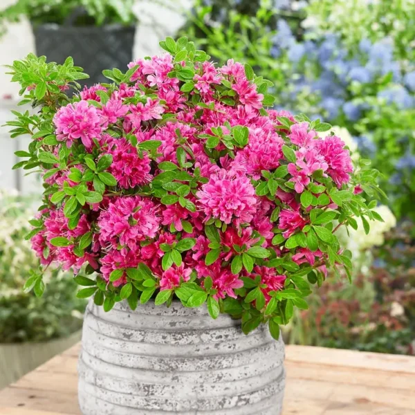 Dwarf Azalea: Compact Evergreen Shrubs for Spring Colour