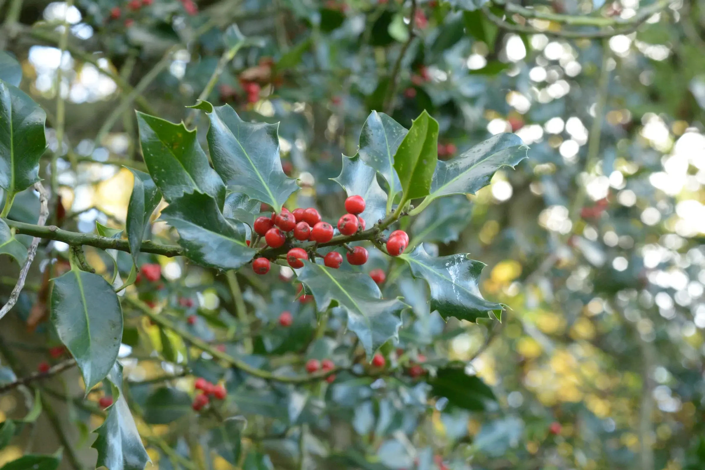 Holly hedging