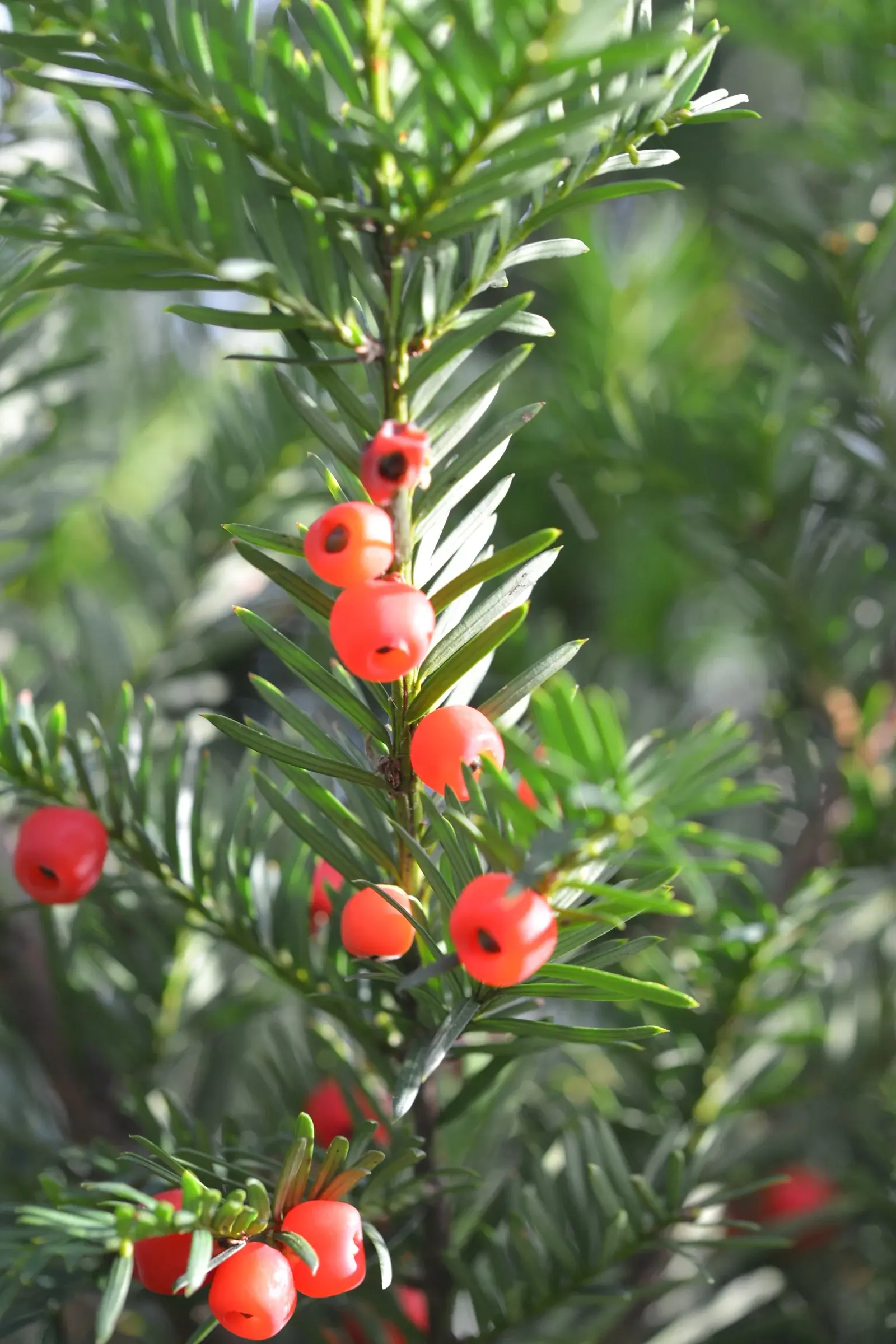 Yew hedging