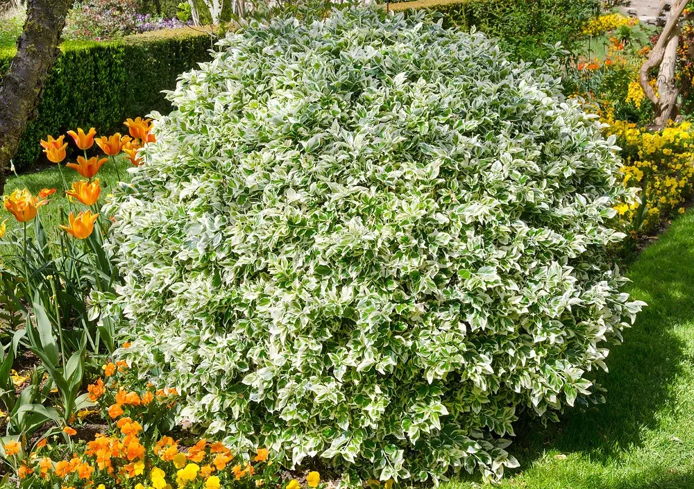 Garden shrubs