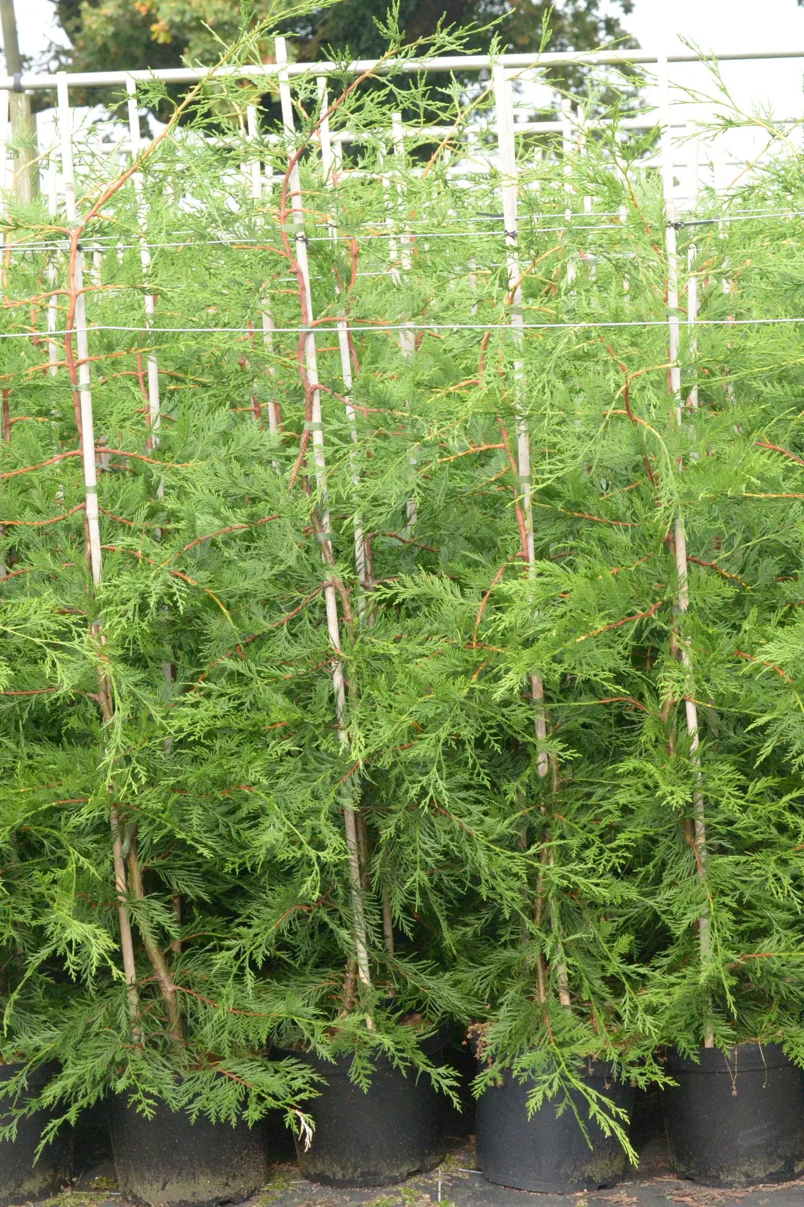 Leylandii & conifer hedging