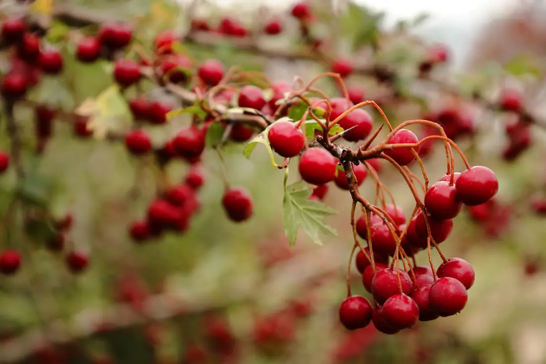 Ripe red hawthorn berries on a thorny branch in autumn