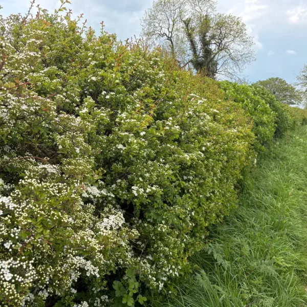 Hawthorn hedge in white May blossom beside a field footpath