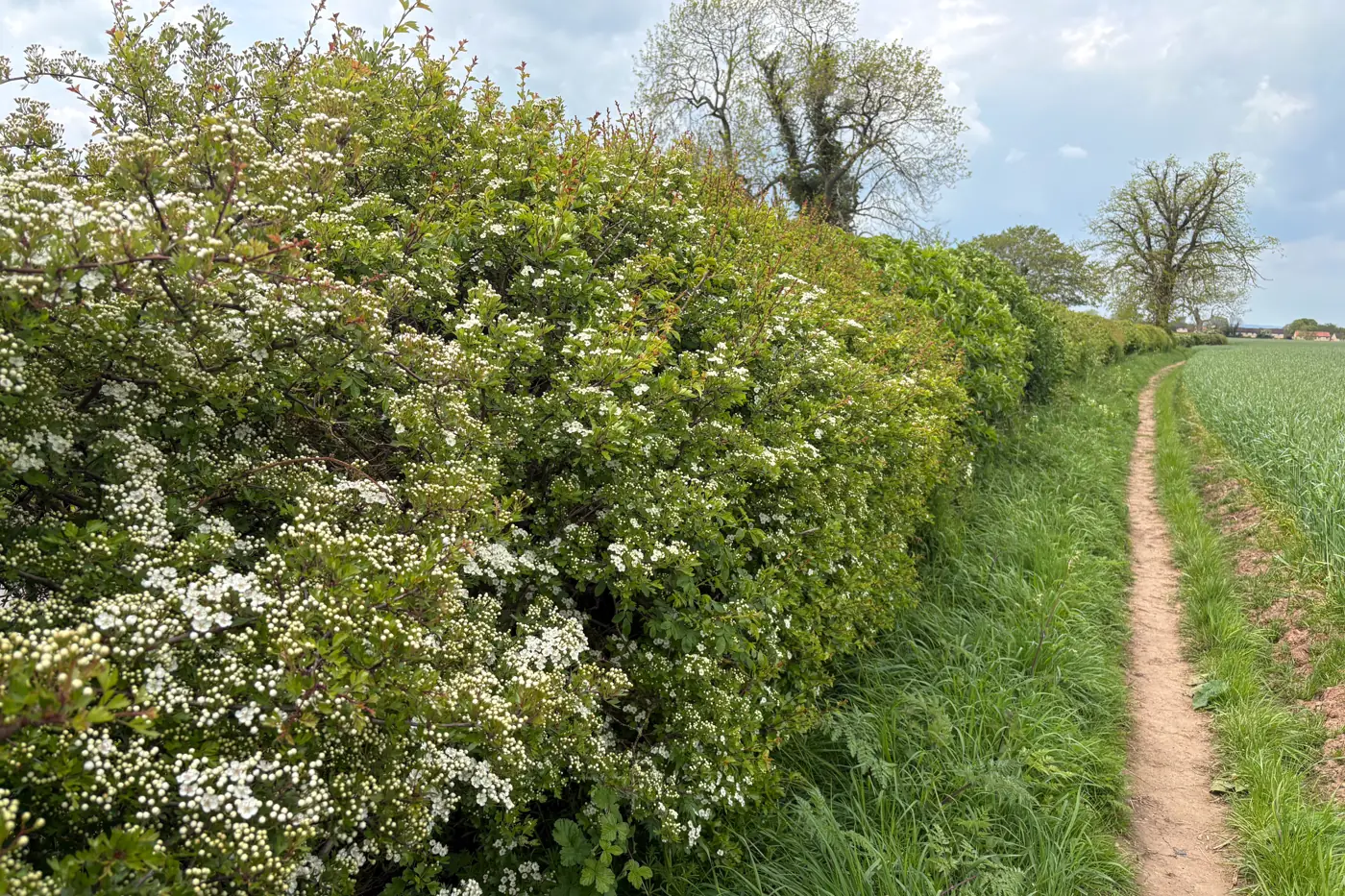 Hawthorn hedge in white May blossom beside a field footpath