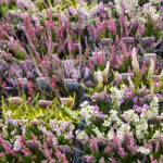 Mixed Garden Heathers for Sale, photograph 1