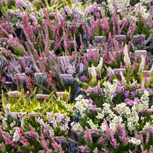 Mixed Garden Heathers for Sale