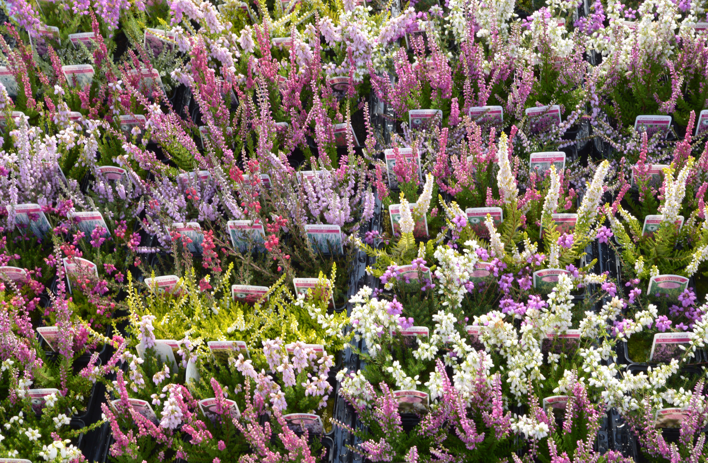 Garden heather collections