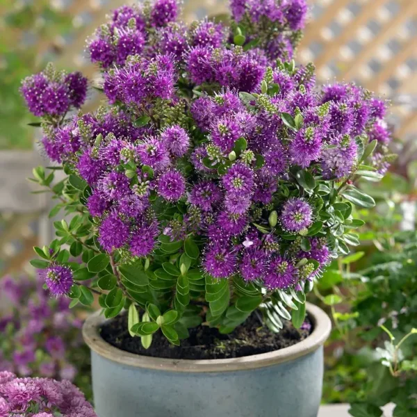 Hebe Plants for Sale: Mixed Evergreen Shrub Collection