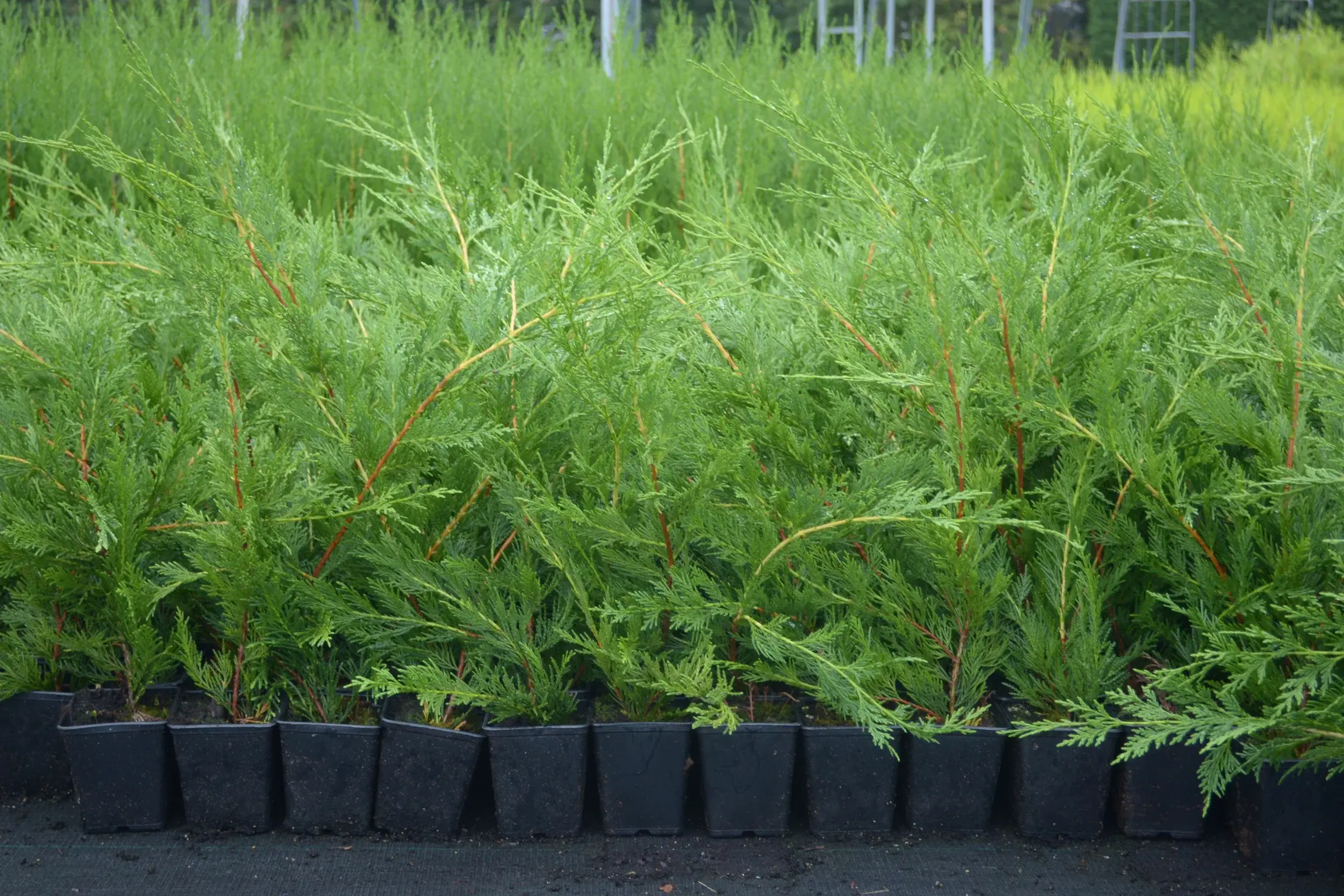 Nursery plants in pots