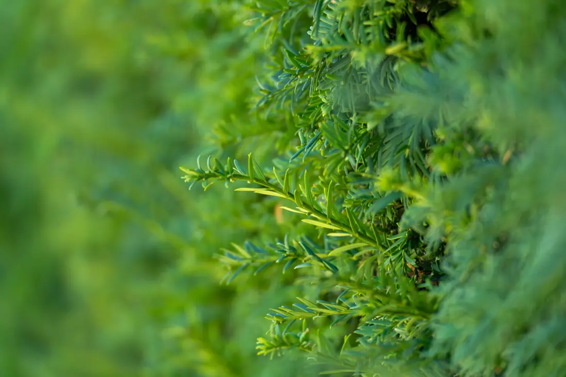 Close view of dense green conifer foliage