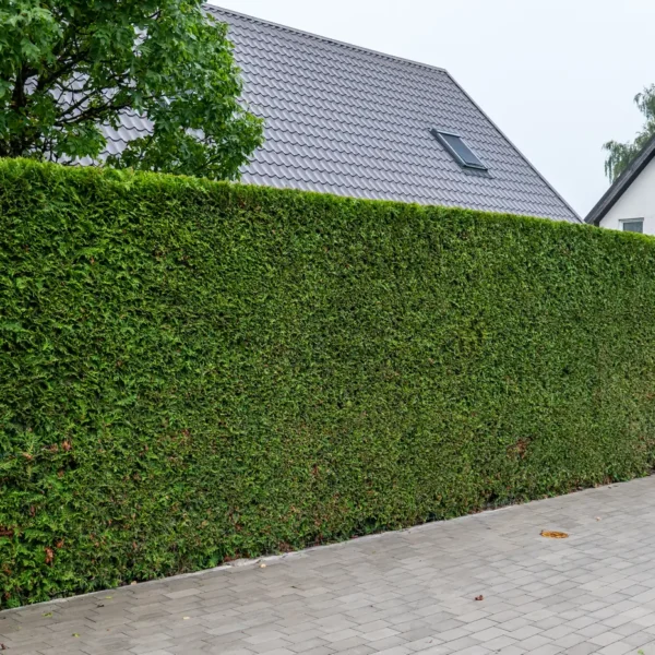 Tall clipped conifer hedge along a suburban pavement