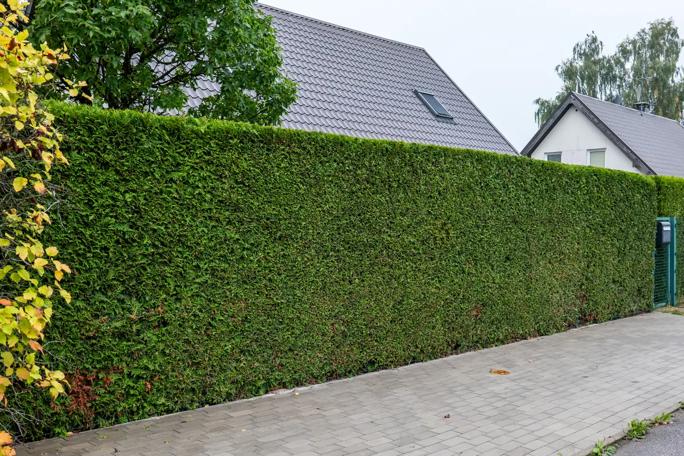 Tall clipped conifer hedge along a suburban pavement