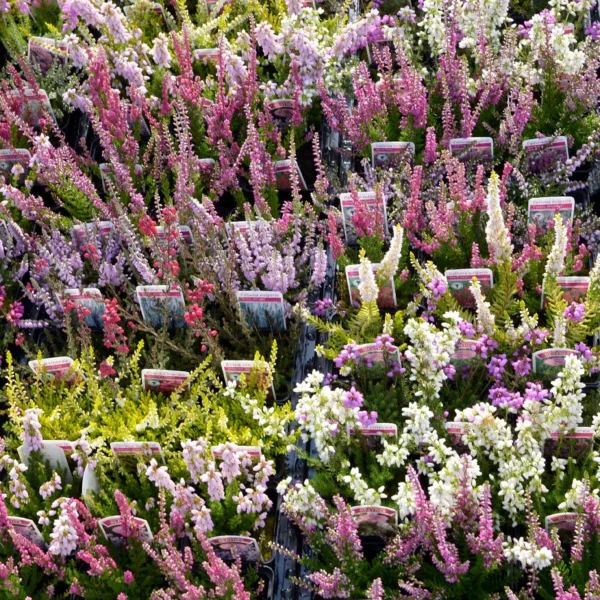 Mixed Garden Heathers for Sale