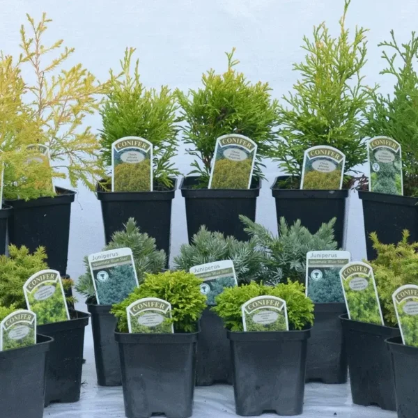 Mixed Miniature Conifers: Dwarf Evergreen Collection