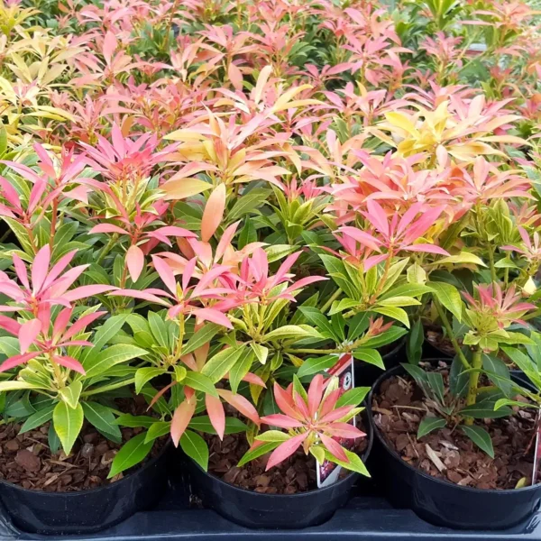 Pieris Forest Flame Shrubs: Red New Growth & Spring Flowers