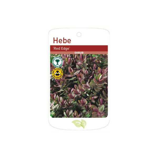 Hebe Red Edge Shrubs (Veronica 'Red Edge')