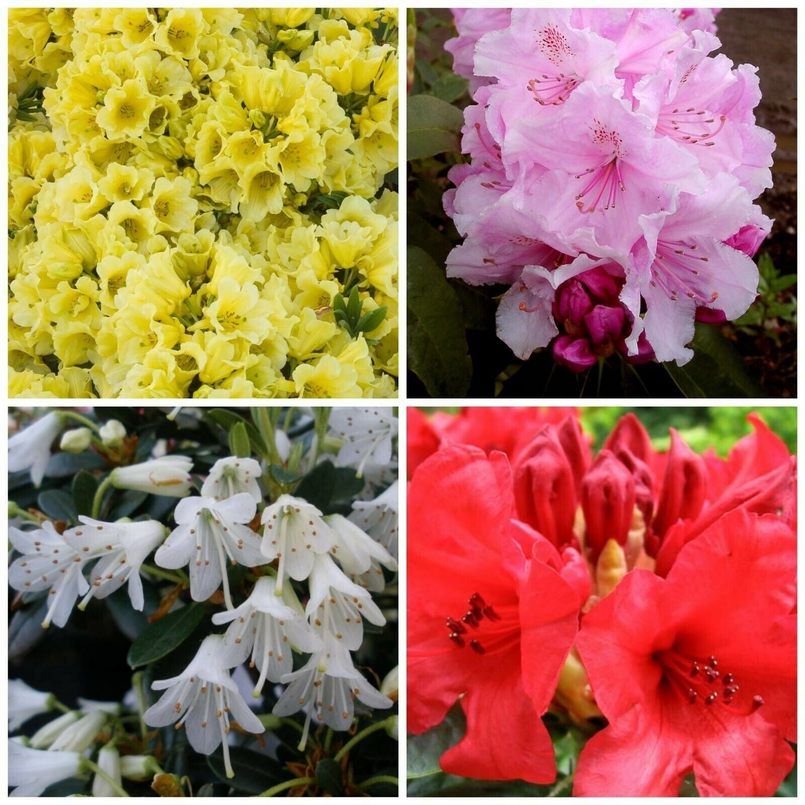 Dwarf rhododendron collections
