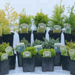 Mixed Miniature Conifers: Dwarf Evergreen Collection, photograph 1